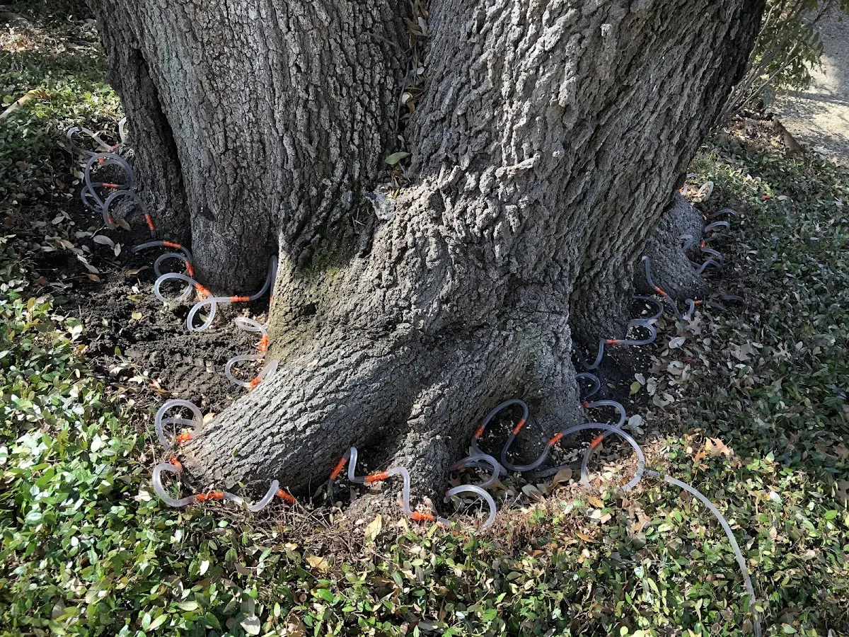 Detailed Tree Cabling and Bracing job site in Outlook